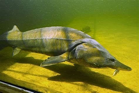 黄金猛鱼是什么样的鱼 这是世界上最凶猛的鱼类之一_探秘志