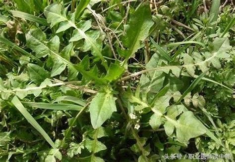 芨芨菜图片