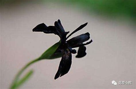 黑色的花有哪些（10种罕见的黑色花） – 碳资讯