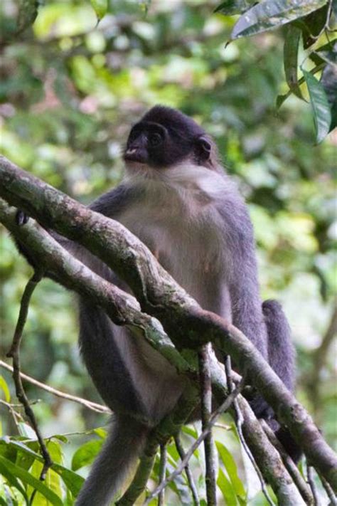 婆罗洲发现一种最为稀有、最不为人知的灵长目动物——何氏叶猴 - 神秘的地球 科学|自然|地理|探索