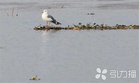 珍稀候鸟现身吴中东太湖湿地公园