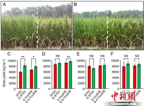 杂交水稻和普通水稻的区别 - 农敢网