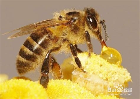 蜂蜜智力题-关于蜂蜜的智力题-关于蜂蜜的话题-33IQ