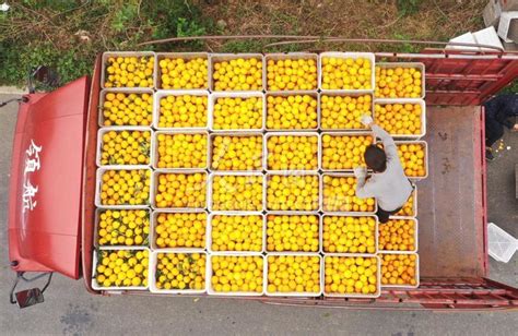 四川和重庆，到底哪里的柑橘更好吃？_澎湃号·湃客_澎湃新闻-The Paper