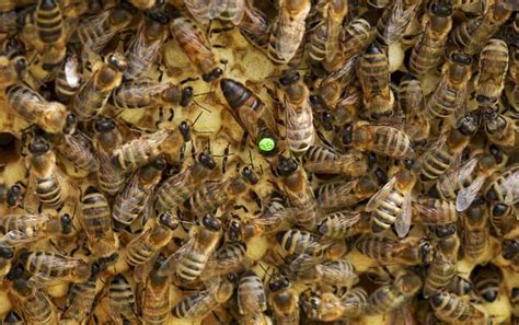 最安全的介入蜂王方法 - 蜂王 - 酷蜜蜂
