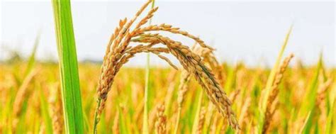 杂草稻与水稻区别,怎么区分杂草和水稻,水稻叶耳图片_大山谷图库