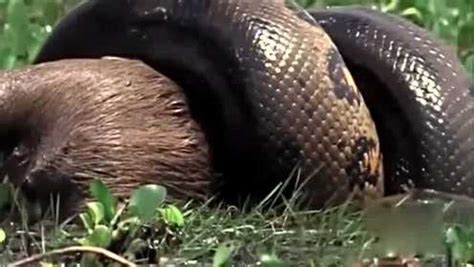 蟒蛇和它的食物 - 蟒蛇科普