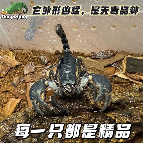 亚洲雨林蝎无毒蝎子宠物活物帝王红爪超大宠物黑蝎子活体温顺包邮_虎窝淘