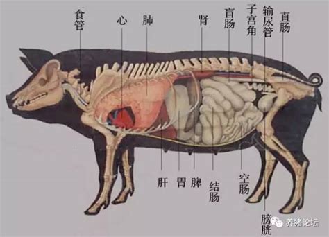 公犬生殖器官的解剖及功能-犬繁育-科普