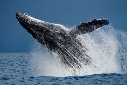 币圈海洋生态？鲸鱼、巨鲸、远古巨鲸到底是什么？宏观链上分析怎么看 | AICoin - 为价值 · 更高效