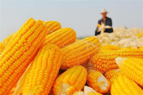 一位农户说，玉米涨价每次涨几厘，降价每次却降几分，原因为何__财经头条