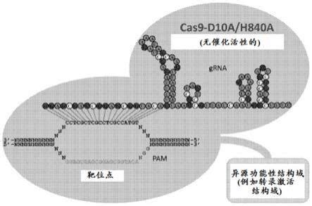 科学网—使用CRISPR相关转座酶通过多拷贝染色体整合对细胞进行基因编辑 - 苏小运的博文