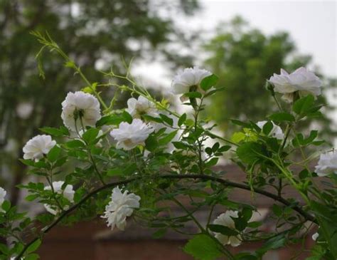 小院里种的8棵白蔷薇，从初夏开始绽放，开成一面花墙，怎么养的