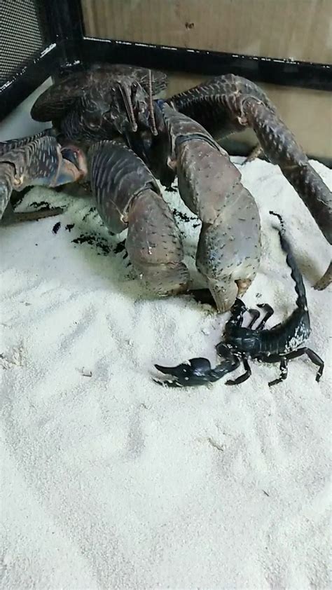 椰子蟹VS蝎子，没想到是这种结局，这蝎子太倔了！_腾讯视频
