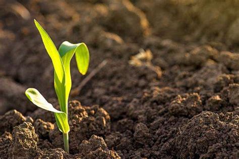 8种给土壤消毒方法-农百科