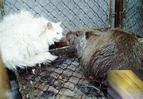 海南巨型老鼠,17斤大老鼠图片,中巨型老鼠_大山谷图库
