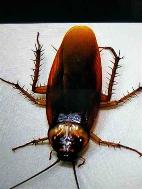 蟑螂幼虫长什么样？