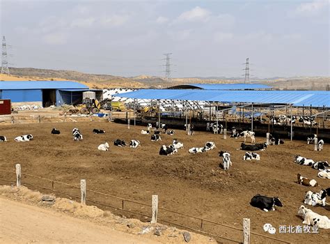 【中卫日报】宁夏农垦中宁5万头养殖区（三期）竣工首批奶牛进场