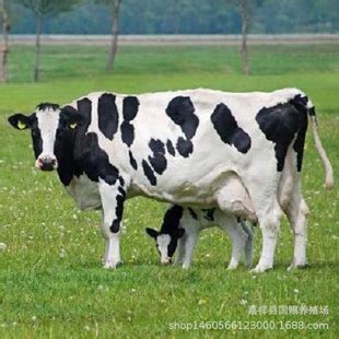 一头奶牛一天产多少牛奶，一头牛一天产多少牛奶|admin_人人点