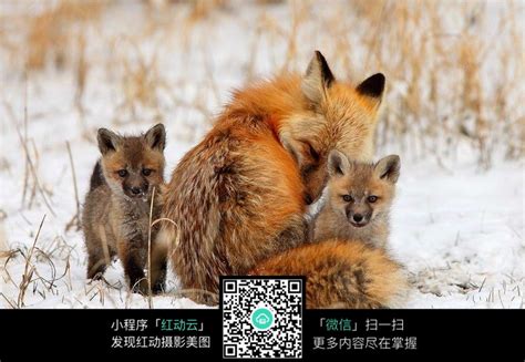 冬日里狐狸妈妈和孩子图片免费下载_红动中国