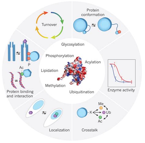 盘点:蛋白质组学在免疫学研究中的热点应用-组学-转化医学网-转化医学核心门户