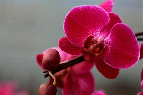 粉色蝴蝶兰的花语和寓意-农百科