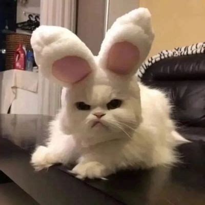小兔非主流头像可爱