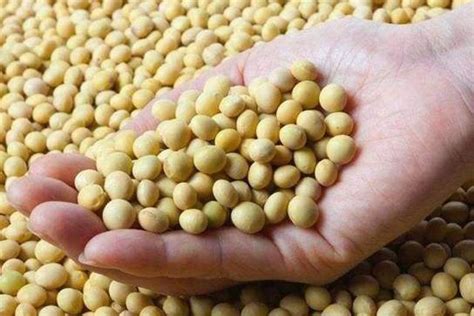 近期大豆价格每斤突破2.2元，为何大幅度上涨？今年能种植大豆吗 - 知乎