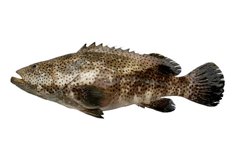 石斑鱼的种类图片介绍,石斑鱼种类及图片,常见石斑鱼种类及图片_大山谷图库