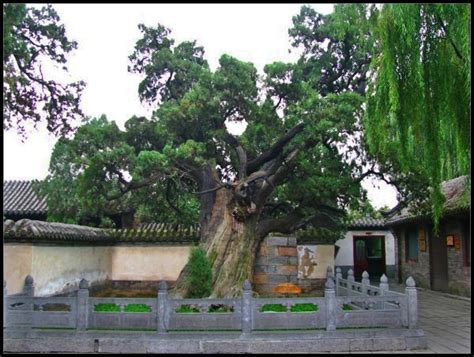 中国十大古树，树龄达5000年，10几个人才可以环抱