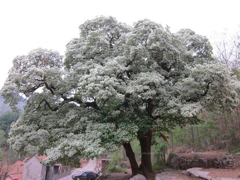 流苏树（图片来源：中国植物图像库；拍摄人：刘方谱）