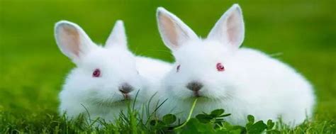 兔子怎么分辨公母-宠物网问答