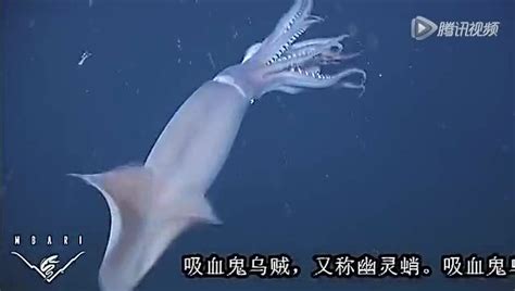 神秘的深海幽灵“吸血鬼乌贼”_腾讯视频