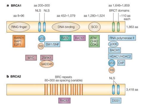 一种建立miR-32-5p基因敲除小鼠模型的方法及应用与流程