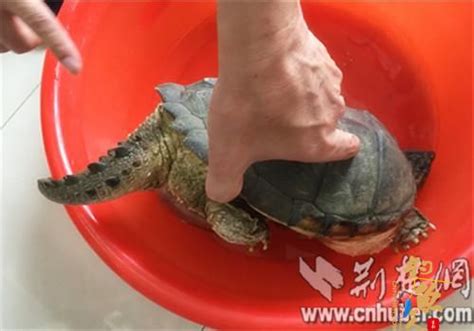 襄阳市民钓鱼钓起一只“乌龟”专家鉴定为外来物种鳄鱼龟（图）不宜放生_中国钓鱼人网