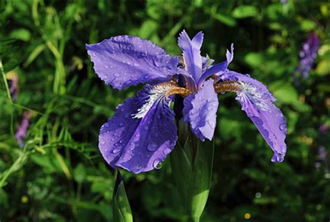 紫兰花的花语是什么 兰花有什么象征意义_百科知识_学堂_齐家网