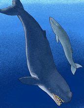 史前海洋顶级掠食者，战斗力媲美巨齿鲨，梅氏利维坦鲸你认识吗？
