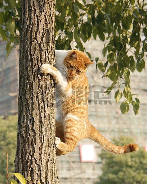 橘猫爬树摄影图2400*3000图片素材免费下载-编号953188-潮点视频