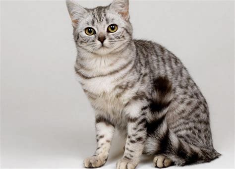 虎斑猫是什么品种,纯种虎斑猫图片,虎斑猫_大山谷图库