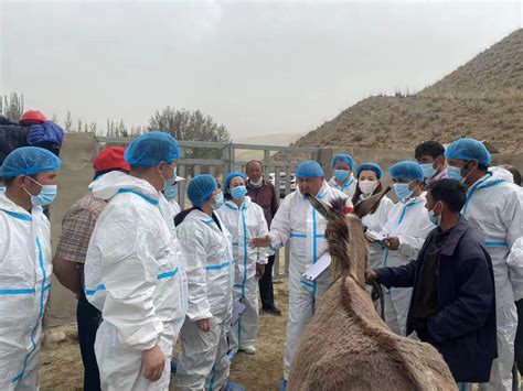 甘南州畜牧工作站畜种改良工作准备就绪-甘南藏族自治州科学技术局