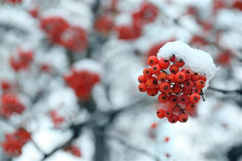 冬天到了 红色 雪图片下载 - 觅知网