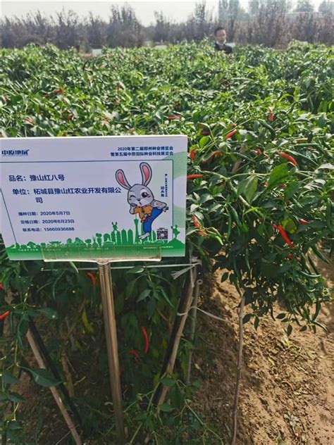农场树上的新鲜红辣椒高清图片下载-正版图片507389897-摄图网