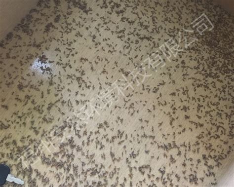 白蚁的防治方法有哪些_重庆市效丽恒有害生物防治有限公司