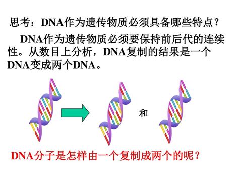 DNA的变性和复性 - 业百科