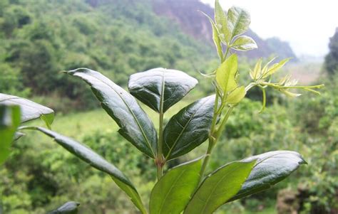藤茶图片