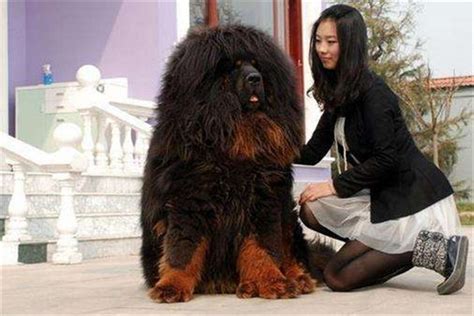 地球上10大最凶猛的狗，藏獒第五，高加索犬第四，第一真厉害 #千奇百趣 2017-宠物王