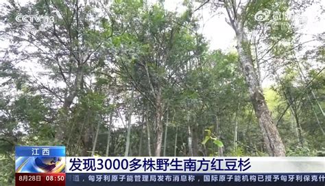 中国一级保护植物排行Word模板下载_编号lgrxjkpv_熊猫办公