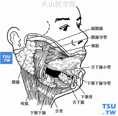腮腺的形态和位置 - 口腔医学 - 天山医学院