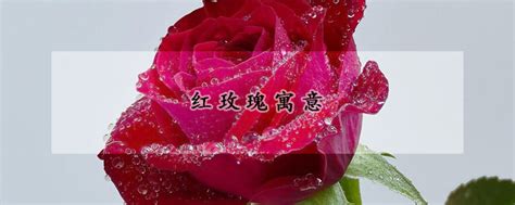 19朵红玫瑰的花语是什么?19朵红玫瑰的寓意和象征-花卉百科-中国花木网