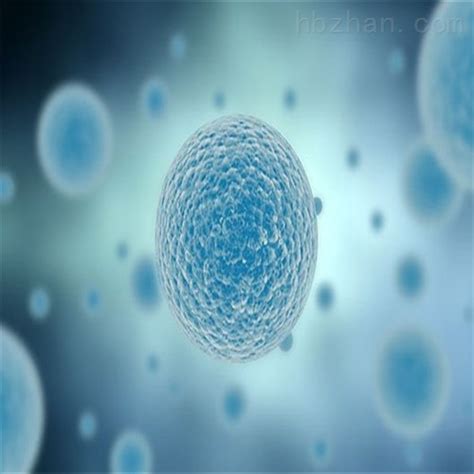 小鼠乳腺癌细胞4T1_细胞系-青旗（上海）生物技术发展有限公司